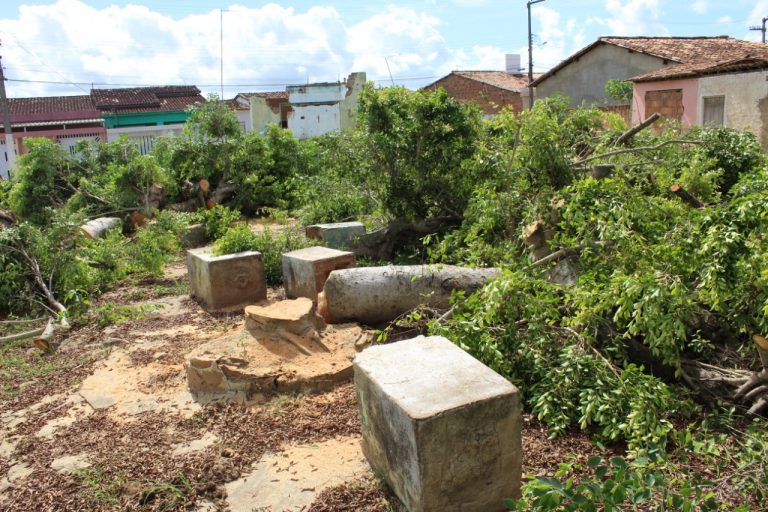 Crime ambiental é registrado no povoado Jenipapo