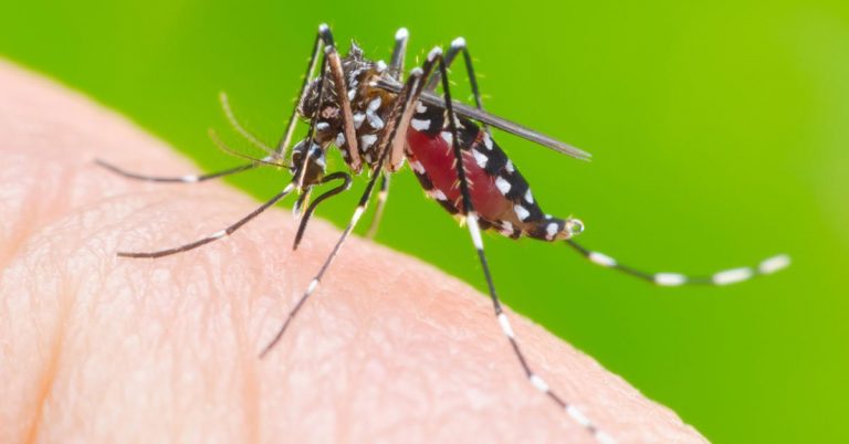 Lagarto é o 2° município em casos de dengue e chikungunya no estado