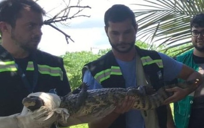 Jacaré é encontrado em quintal de residência no município de Lagarto