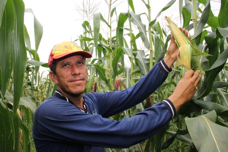 Em Lagarto, perímetro irrigado pretende colher 1 mi de espigas de milho até o São Pedro