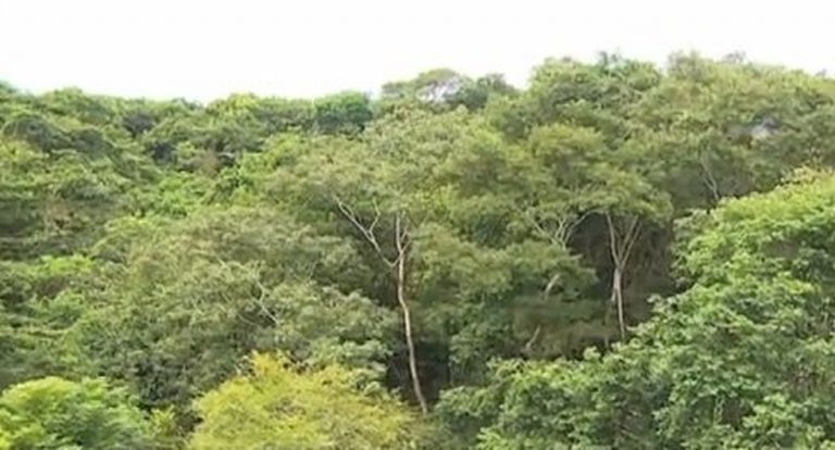 Sergipe tem desmatamento nível ‘zero’ da Mata Atlântica entre 2017 e 2018, aponta estudo