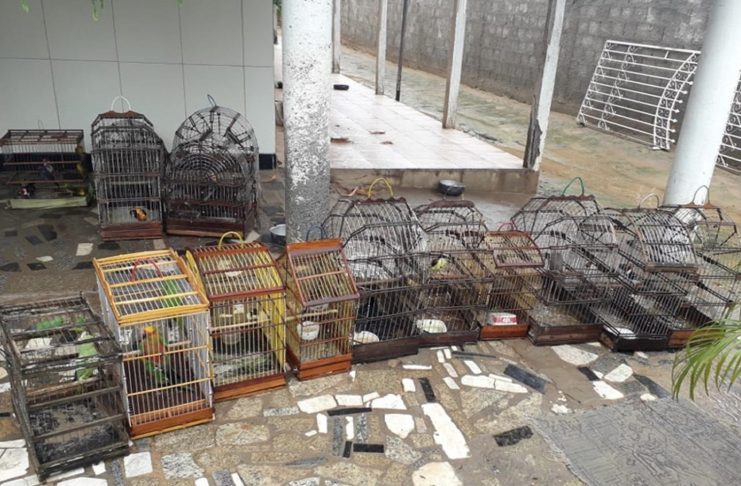 Aves apreendidas seriam vendidas ilegalmente — Foto: Divulgação/SSP/SE
