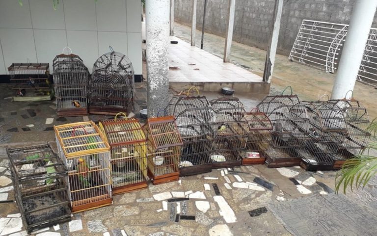 Aves silvestres que seriam vendidas ilegalmente são apreendidas em Lagarto