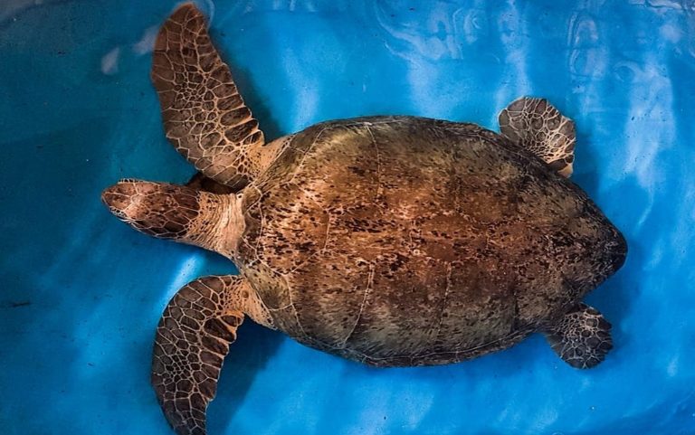 Tartaruga com 118 kg será solta no mar da Praia de Atalaia