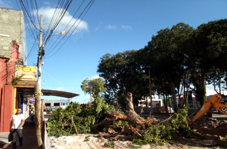 árvores filomeno hora