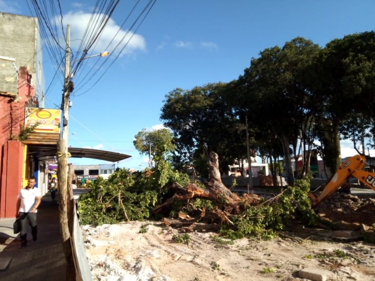 Mesmo após abaixo-assinado, árvores da Praça Filomeno Hora são derrubadas