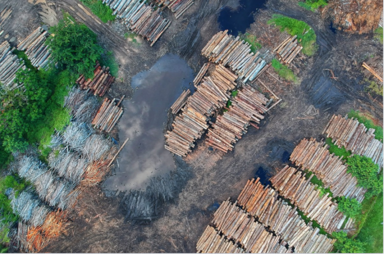 Como o desmatamento pode prejudicar o ecoturismo brasileiro