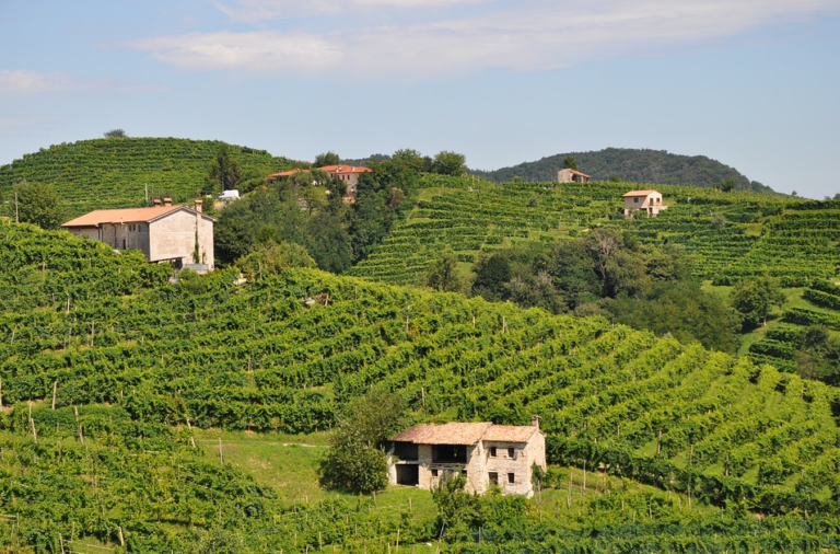 Do plantio à garrafa: entenda o processo artesanal de produção de vinho na Itália