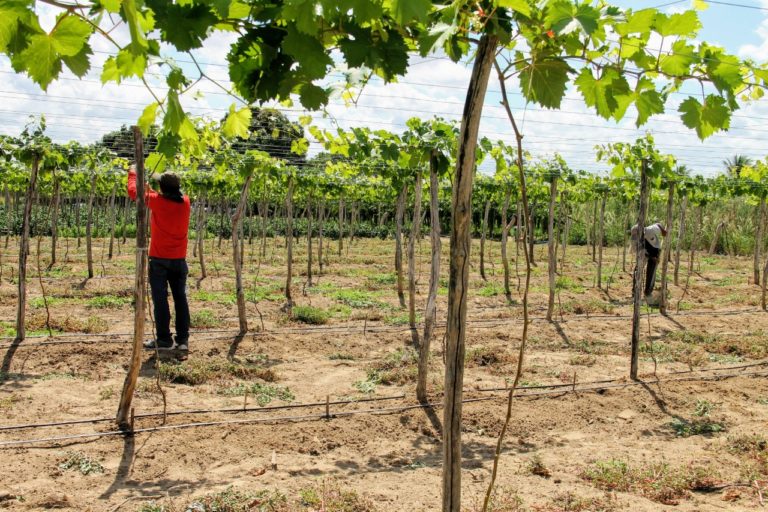 Cultivo da uva em Sergipe se expande para perímetro irrigado de Lagarto