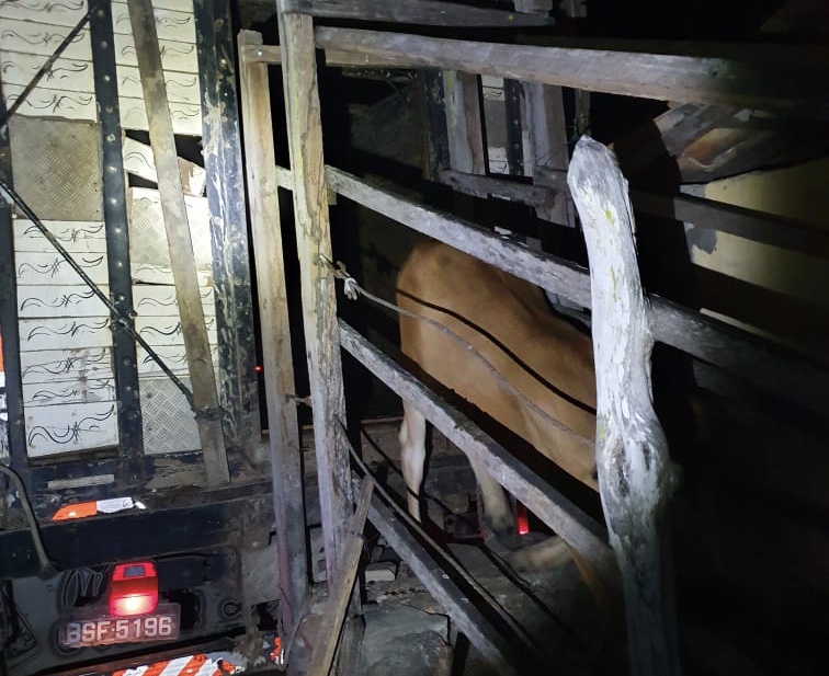 PM frustra tentativa de roubo de gado na Colônia 13