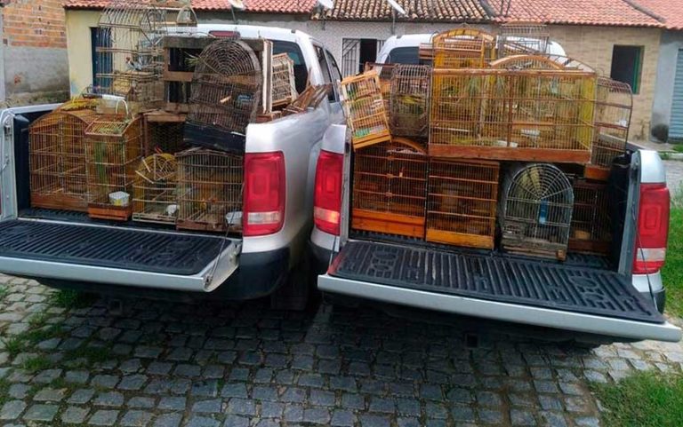 Adema e Polícia Civil resgatam 76 pássaros silvestres em Tobias Barreto