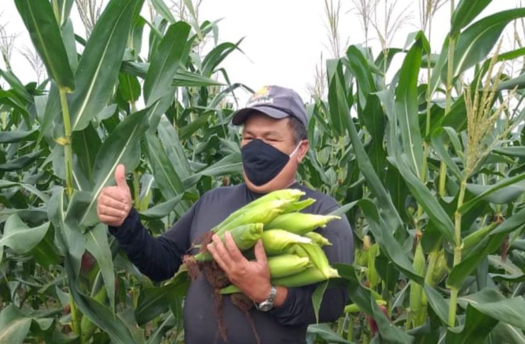 Seu Gilvan, irrigante do perímetro Piauí, em Lagarto, cultiva milho para o São João mesmo com a covid-19