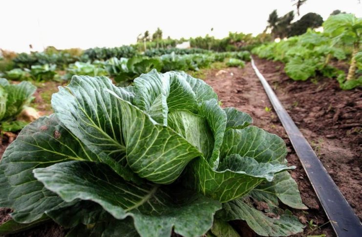 Considerado um vegetal de fácil manejo e produção, o repolho depende de água todos os dias