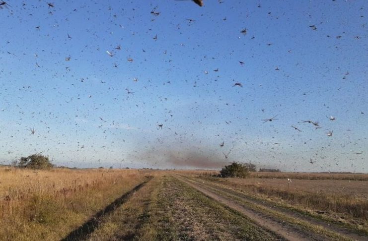 nuvem_de_gafanhoto_-002