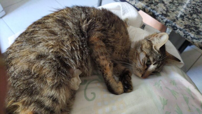 ONG realiza campanha para pagar tratamento de gata agredida e abandonada em Lagarto
