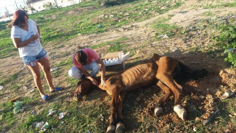 Protetora Vera Silva chama a atenção para o abandono de cavalos em Lagarto