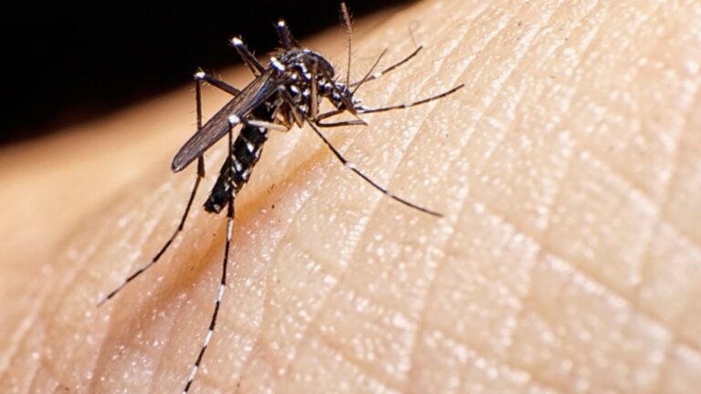 Casos de dengue este ano superam os de 2023 em cinco estados e no DF