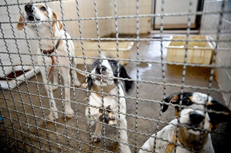 Senado pode votar na quarta pena de prisão para quem maltratar animais