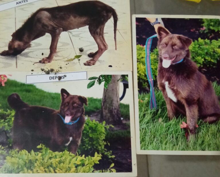 Protetora Vera mostra o antes e o depois de animais resgatados das ruas de Lagarto