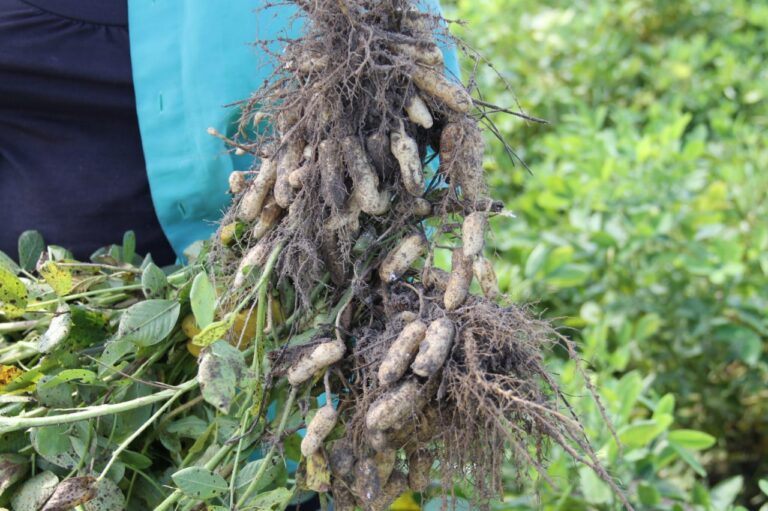Agricultores de Lagarto apostam no aumento das vendas de amendoim no verão