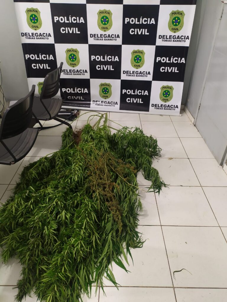 Polícia apreende diversos pés de maconha em Tobias Barreto