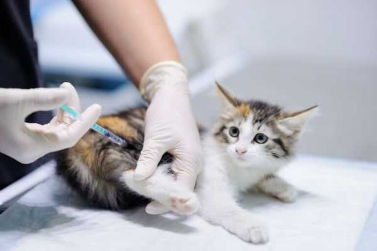 Tutores podem vacinar cachorros e gatos contra raiva a partir desta quarta, 7