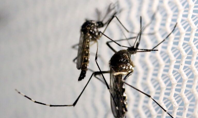 Sergipe registra queda no número de casos de dengue