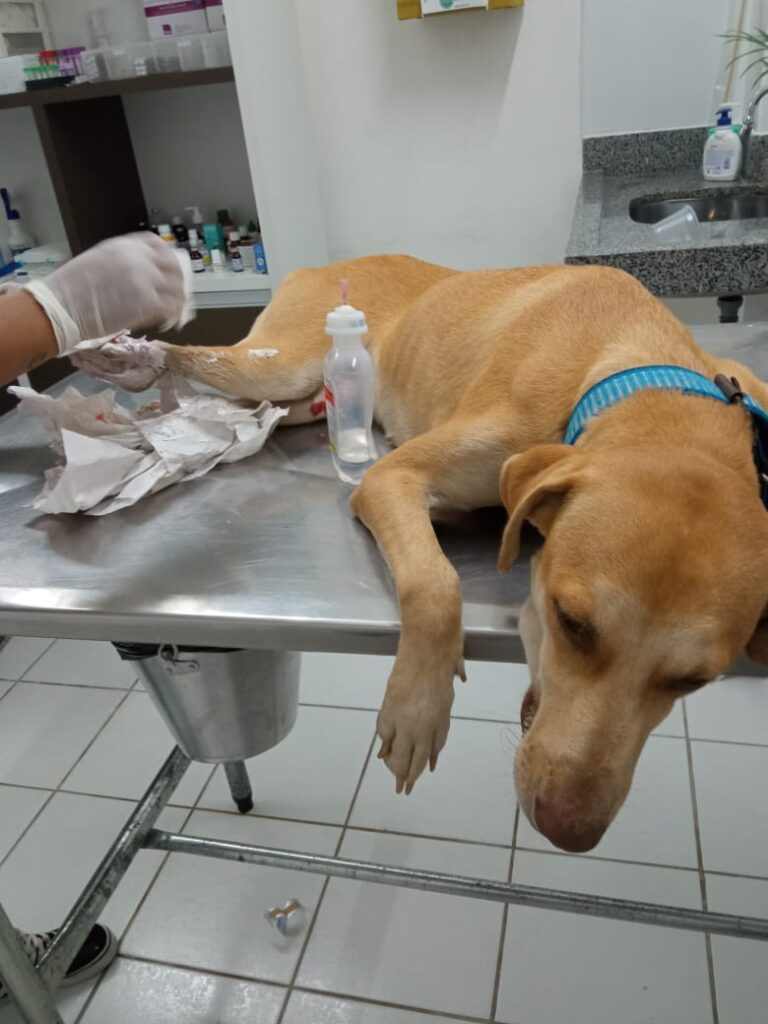 Protetora Vera pede ajuda para operar cadela abandonada