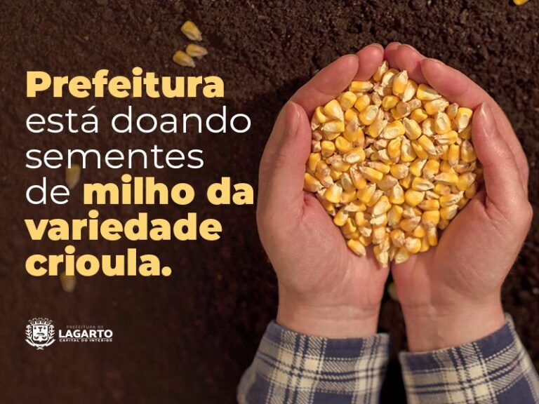 Prefeitura está doando sementes de milho da variedade crioula