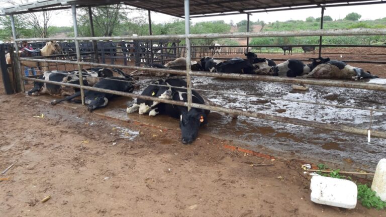 Vídeo: 14 vacas são encontradas mortas em Sergipe