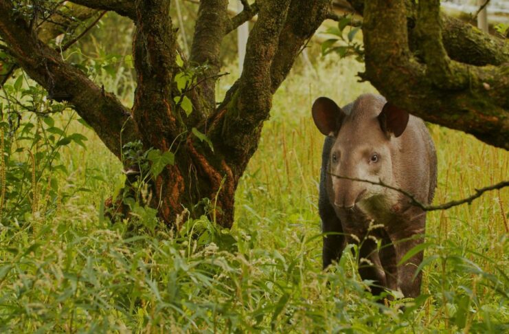 credito_gabriel_marchi_1