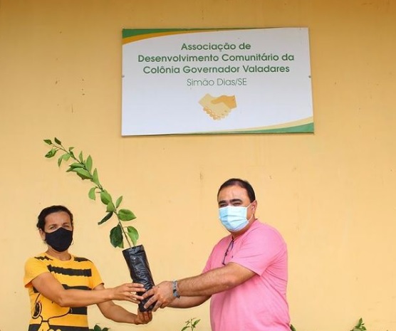 Prefeitura de Simão Dias distribui milhares de mudas de laranja