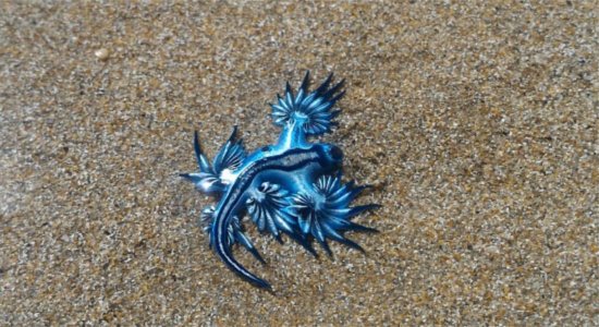 Molusco conhecido como ‘dragão azul’ é visto em praias de Estância