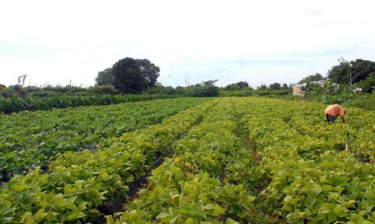Prefeitura de Lagarto cria Rede de Orgânicos para agricultores