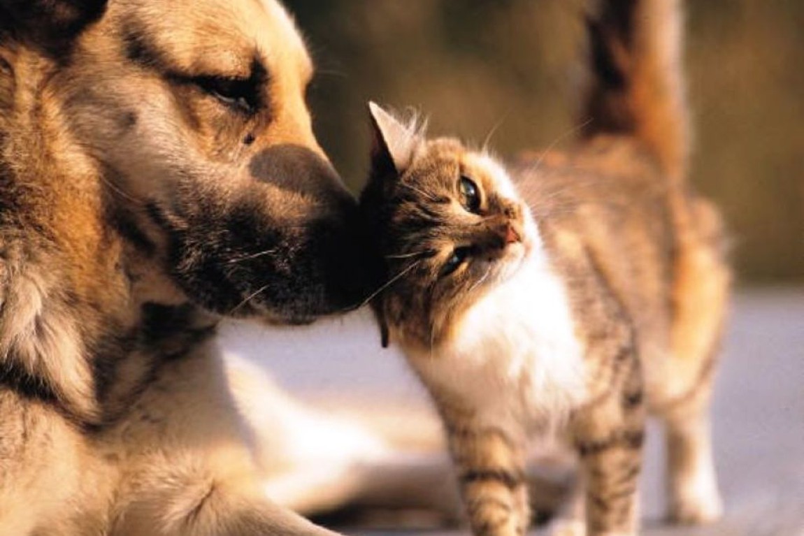 Fiocruz identifica cão e gato com anticorpos contra novo coronavírus