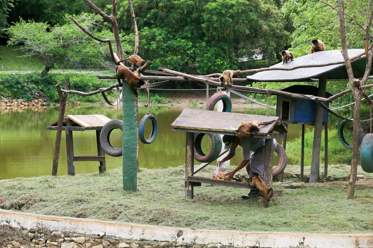 Atividades internas do Zoológico de Aracaju prosseguem normalmente
