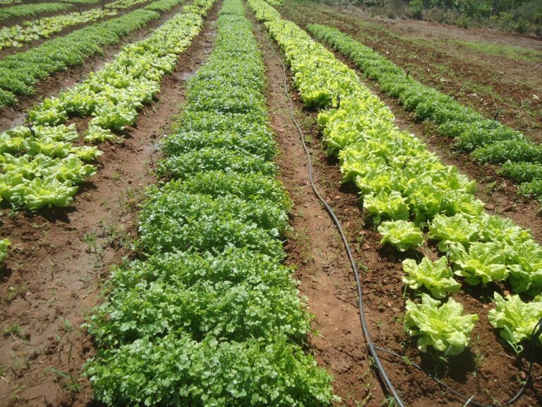 Sergipe contará com novo equipamento para análises de níveis de agrotóxicos nos alimentos, solo e água
