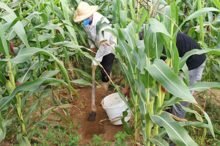 Lagarto: Governo disponibilizará análise de solo para agricultores do perímetro irrigado