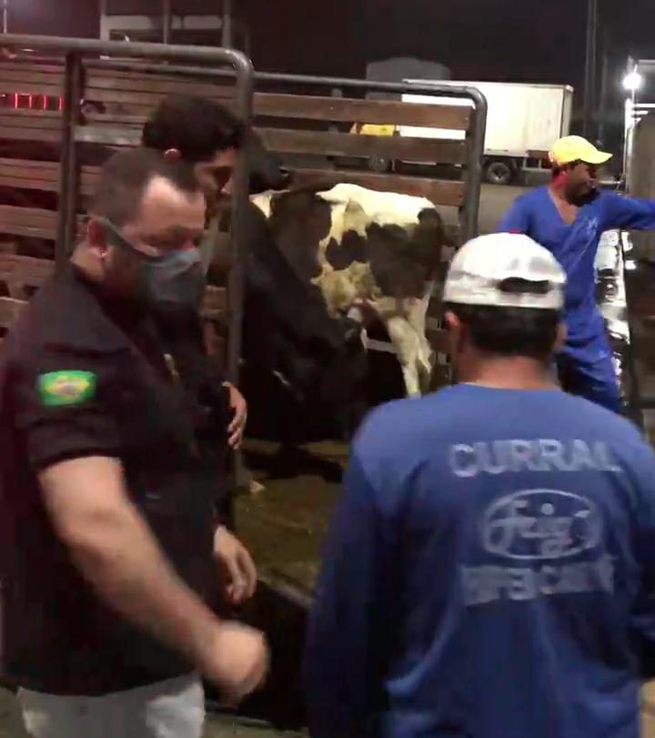 Policiais de Lagarto e Riachão prendem homem por roubo de gado
