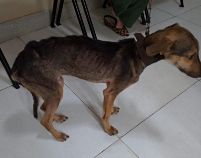 Homem é preso por maus-tratos a cachorro no povoado Colônia Treze