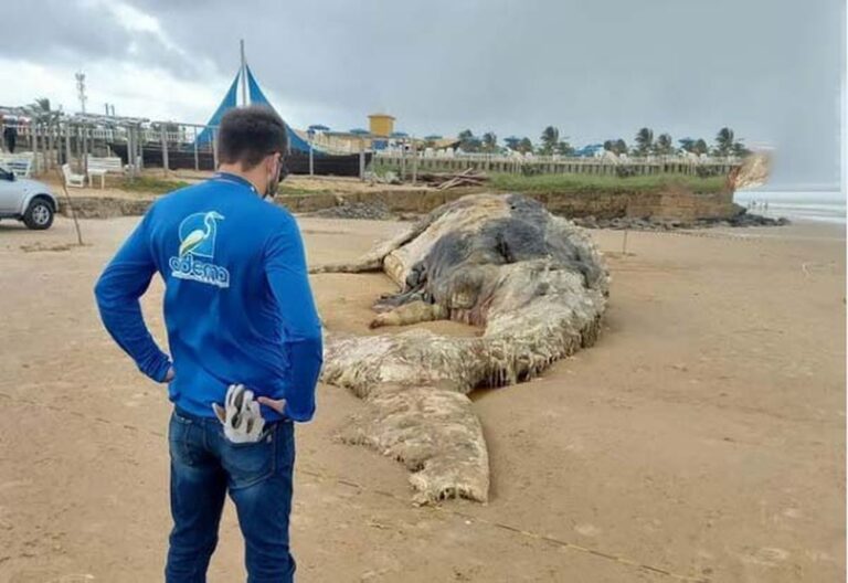 Baleia jubarte é encontrada morta na Praia da Costa