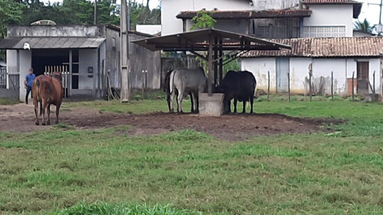 PC prende investigados por furto de gado em Riachão do Dantas