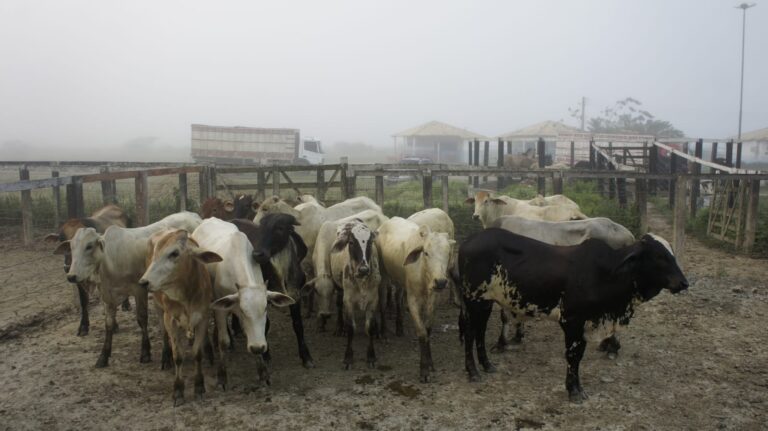 Operação flagra irregularidades em feira de animais em Tobias Barreto