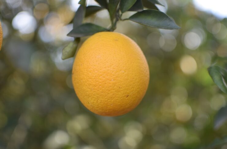 A pesquisa coletou amostra de homens entre 18 e 59 anos que trabalhassem com laranja em Lagarto ou Salgado