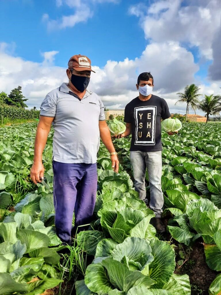Mercado cresce para o repolho em Lagarto