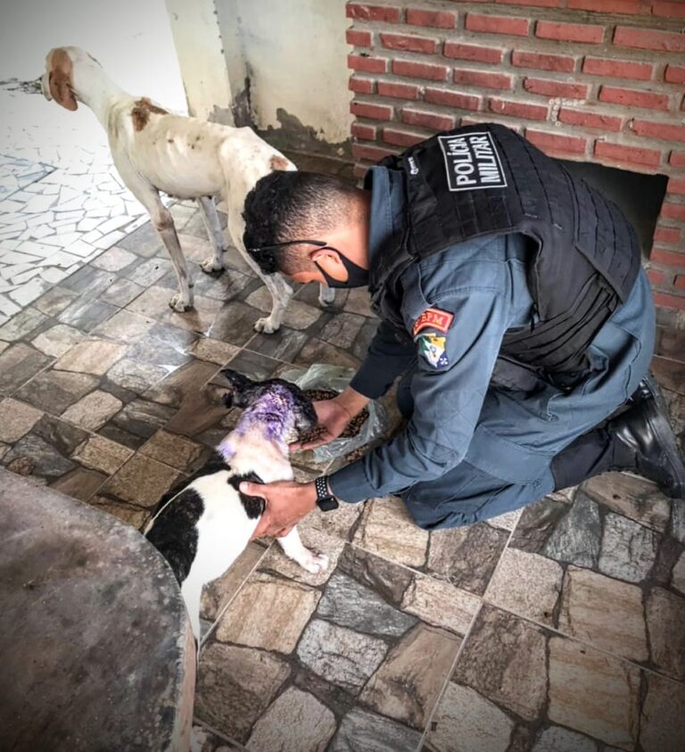 Polícia Militar resgata animais em situação de maus-tratos em Boquim