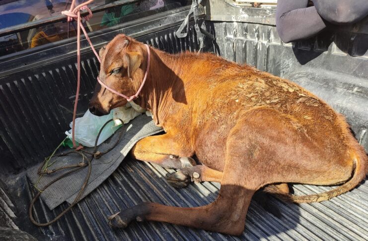 Animal recuperado pela Polícia Civil