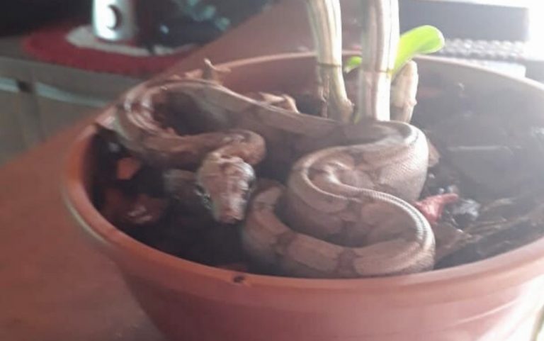 Dona de casa encontra jiboia dentro de vaso de planta