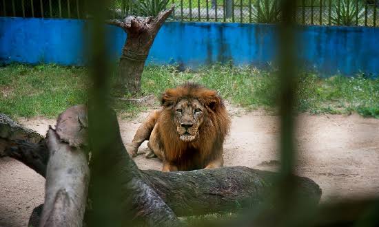 Zoológico de Aracaju será aberto no Dia das Crianças