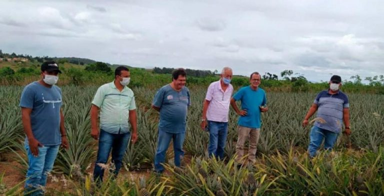 Riachão do Dantas busca soluções para preservar a qualidade do abacaxi
